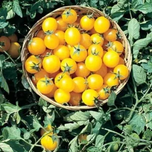 Tomato Seed Gold Nugget Organic