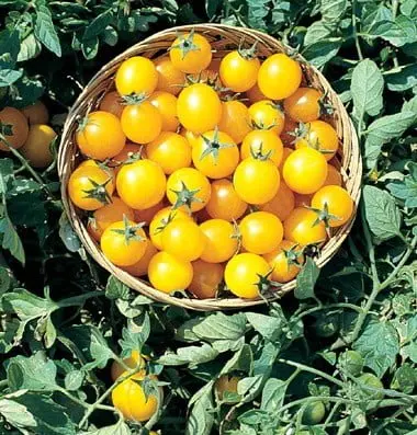 Tomato Seed Gold Nugget Organic