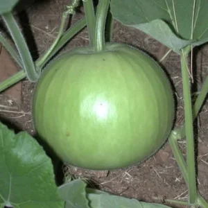 Round Gourd Seeds F1 Hybrid High Production