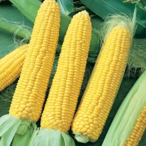 Sweet Corn F1 hybrid Seed